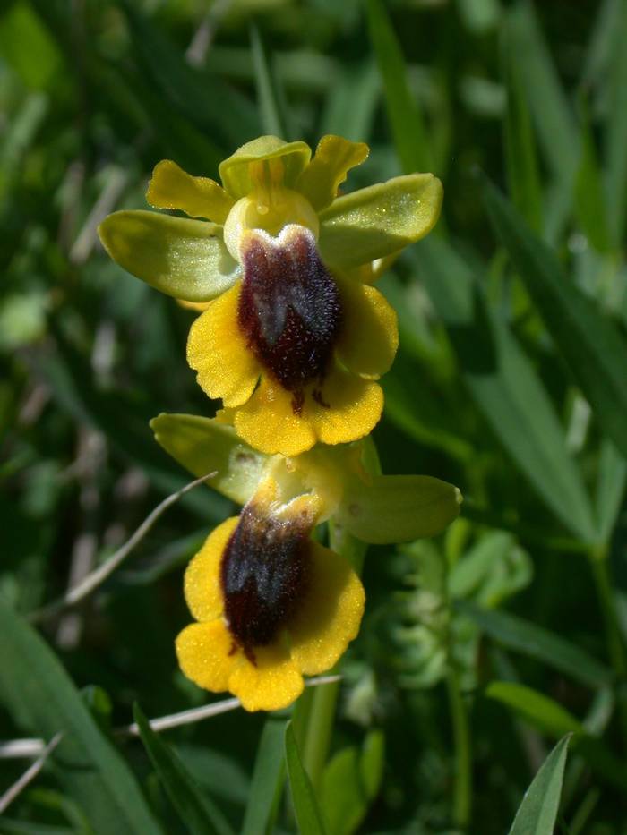 Yellow Bee Orchid.JPG