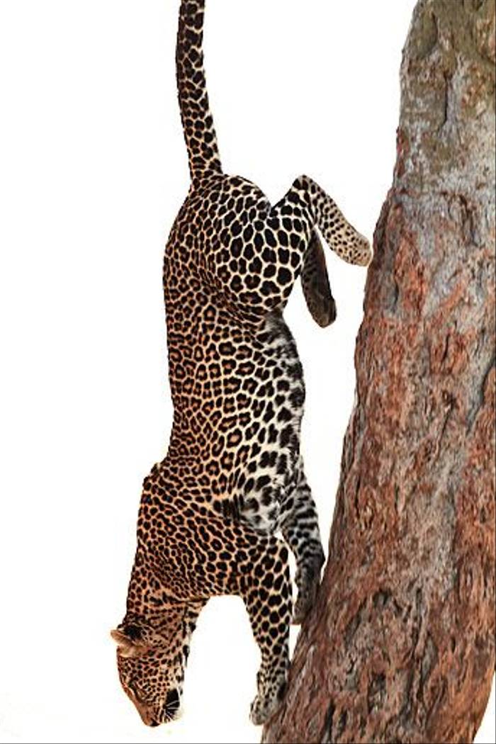 Leopard (Bret Charman)