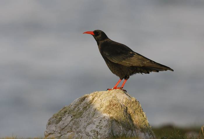 Red-billed Chough