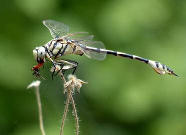 Turkey's Dragonflies