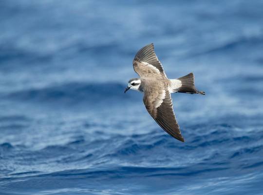 White-faced Storm-Petrel shutterstock_1454162828.jpg