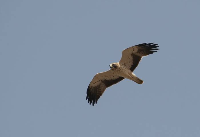 Booted Eagle © Chris Griffin, March 2022