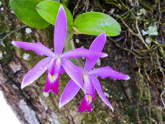 Orchid - Guyana