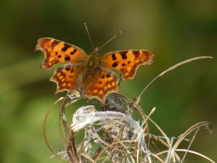 Comma, Vale of Mowbray day trip 71021.JPG
