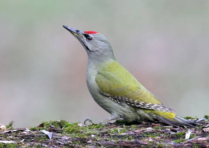Grey-headed Woodpecker shutterstock_677683246.jpg
