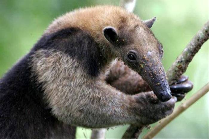 Arboreal Anteater (Paul Gale)