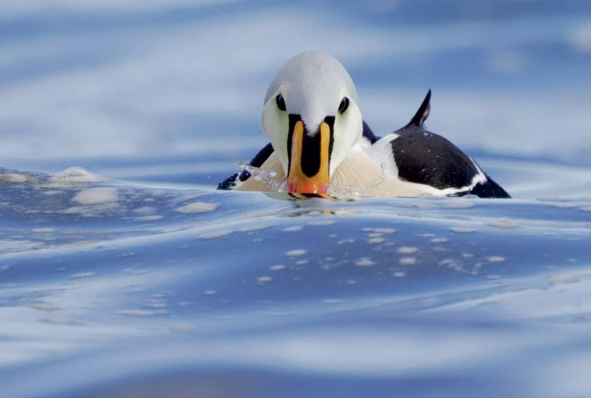 King Eider (Dave Jackson)
