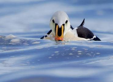 Iceland in Spring - Photography Special