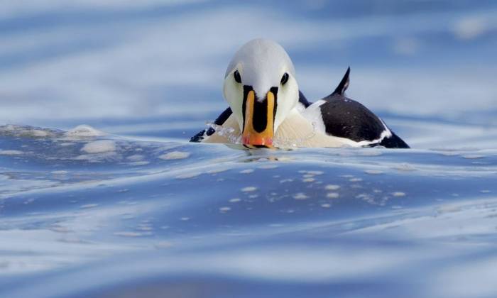 King Eider (Dave Jackson)