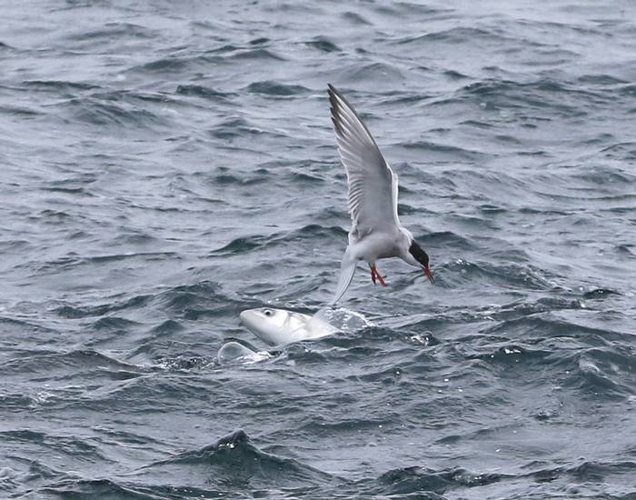 Arctic Tern (Tom Brereton)