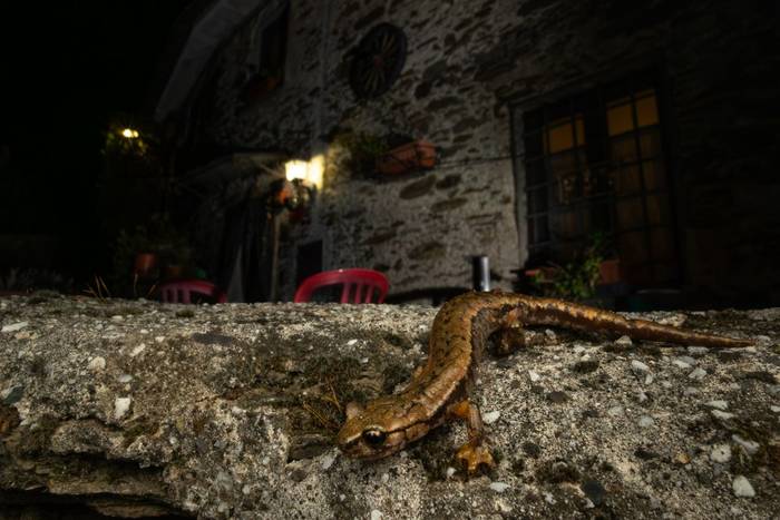 Strinati's Cave Salamander (Speleomantes strinatii) © Simone Giachello