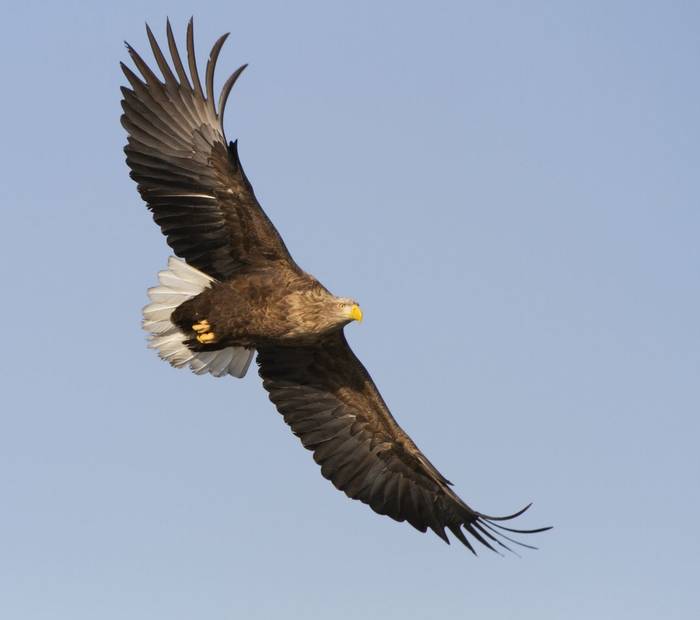 White-tailed Sea Eagle shutterstock_127840883.jpg