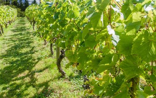 3-Night South Downs Vineyard & Wine Tasting Walks Holiday