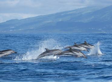 Dolphins & Whales of Madeira