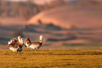 Great Bustards