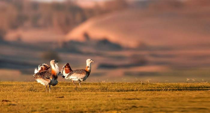 Great Bustards