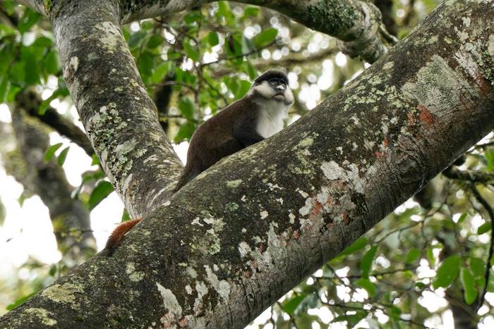 Red-Tailed Monkey © Carole and David Clarke, February 2026 tour