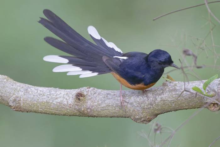 White-rumped Shama © participant Alex Kozlenkov, March 2025