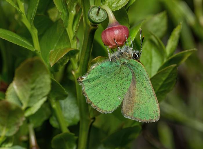 Green Hairstreak Butterfly by Stephen Barlow.jpg