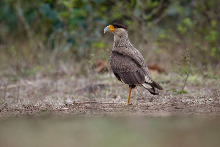 Crested Caracara.jpg