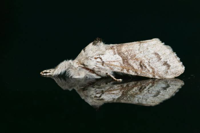 Pale Tussock (David Jackson).jpg