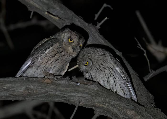 Palid Scops Owl's © Chris Griffin, May 2025.jpg
