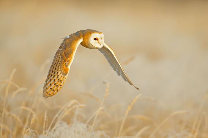 Barn Owl shutterstock_1130322629.jpg