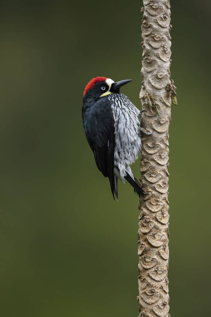 Acorn Woodpecker © Oliver Smart, April 2026 tour