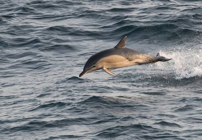 Short-beaked Common Dolphin (Chris Griffin).jpg