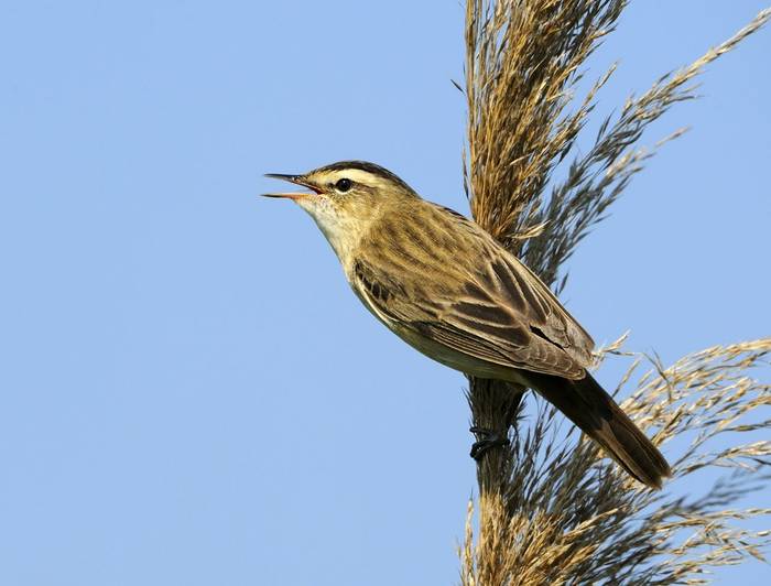 Sedge Warbler shutterstock_167161208.jpg