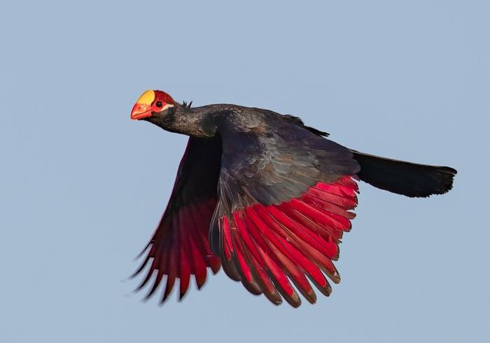 Violet Turaco 2.jpg