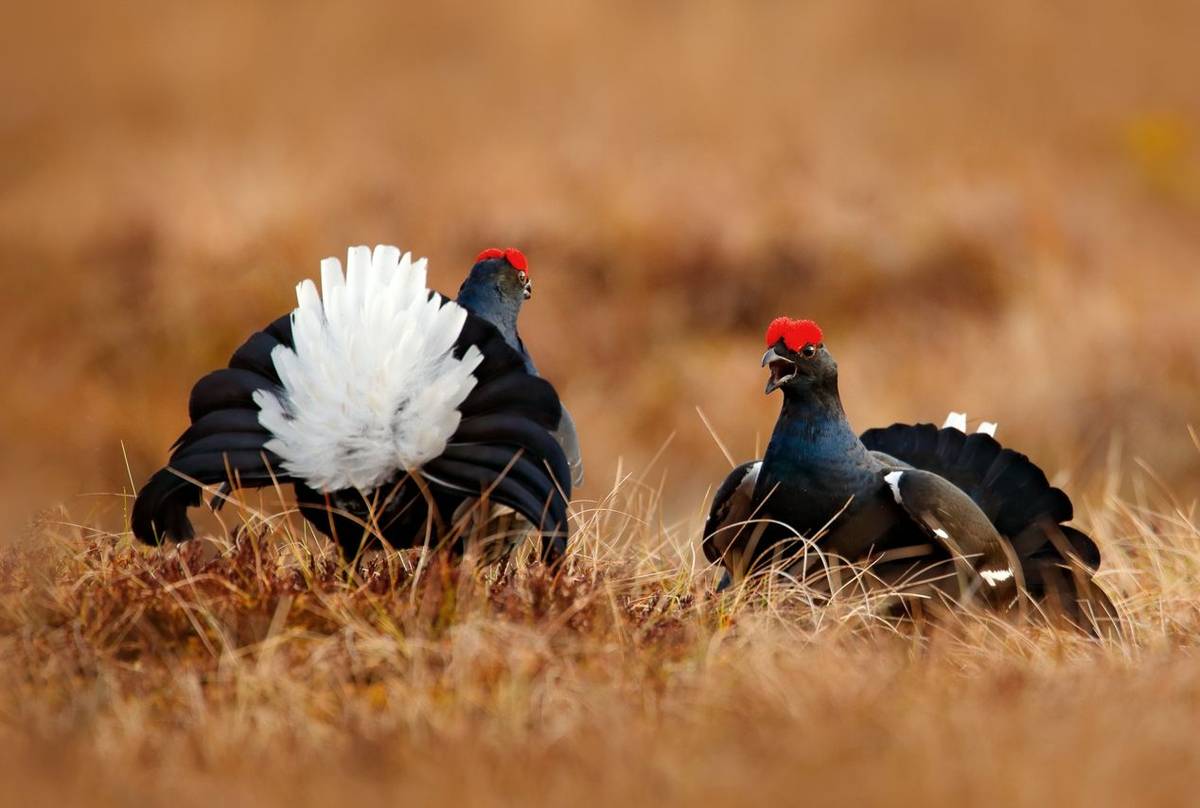 Black Grouse shutterstock_1119645302.jpg