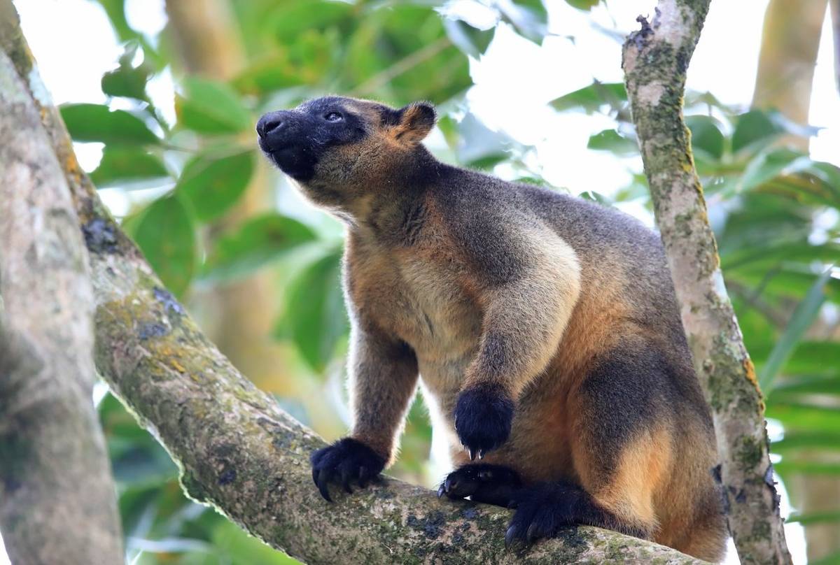Lumholtz's Tree-kangaroo