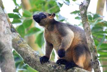 Lumholtz's Tree-kangaroo