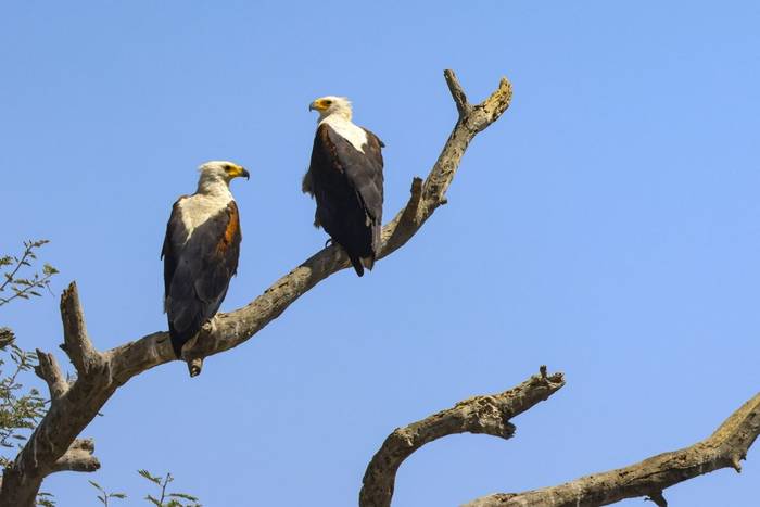 African Fish Eagles, Marcus John.jpg