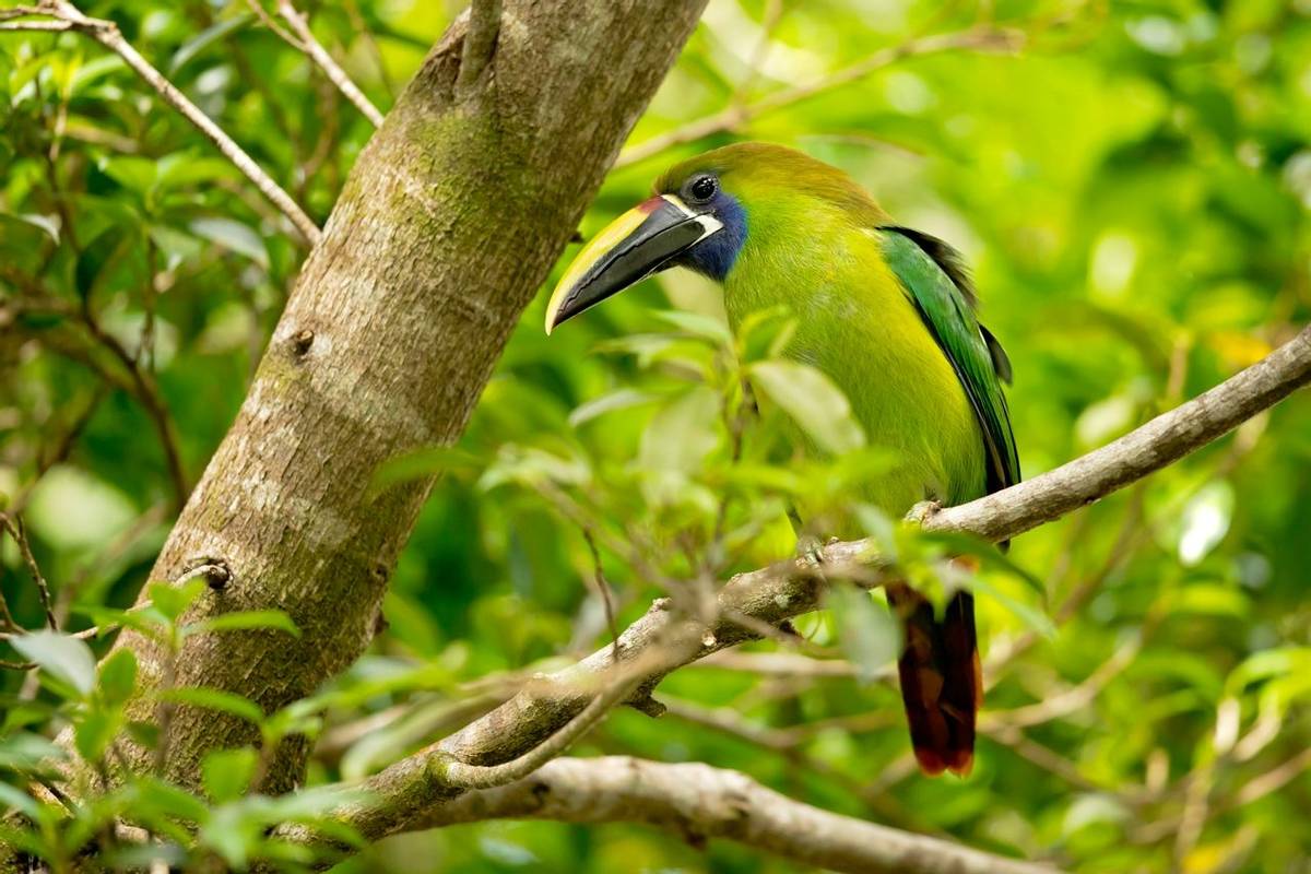 Emerald Toucanet, Costa Rica Shutterstock 1032643102