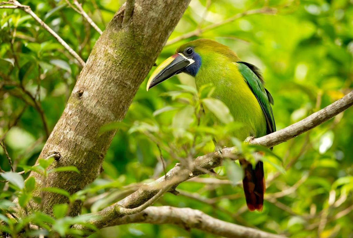 Emerald Toucanet, Costa Rica Shutterstock 1032643102