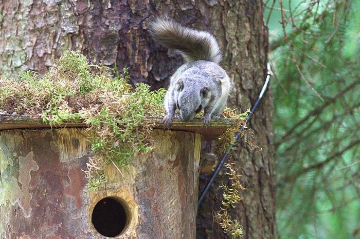 A young Siberian Flying Squirrel near its home © Jan Kelchtermans.jpg