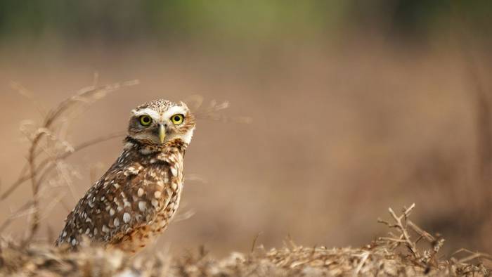 Burrowing Owl.jpg