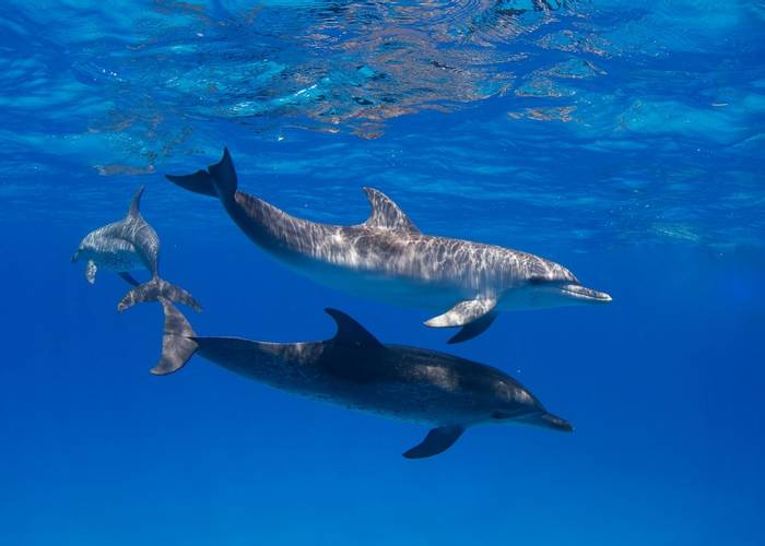 Bahamas, Atlantic Spotted Dolphins shutterstock_148575770.jpg