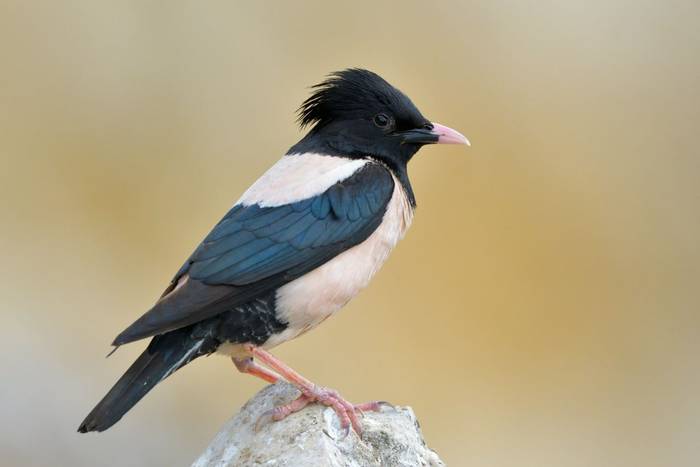 Rosy Starling shutterstock_1234865212.jpg