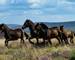 Widlife - Exmoor Ponies - AdobeStock_285304948.jpeg