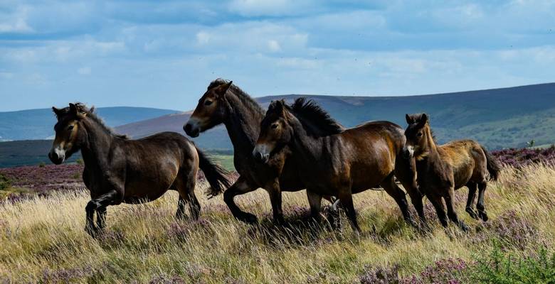 Wild Ponies Exmoor