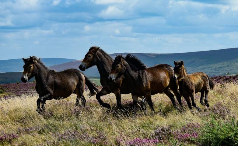 Widlife - Exmoor Ponies - AdobeStock_285304948.jpeg