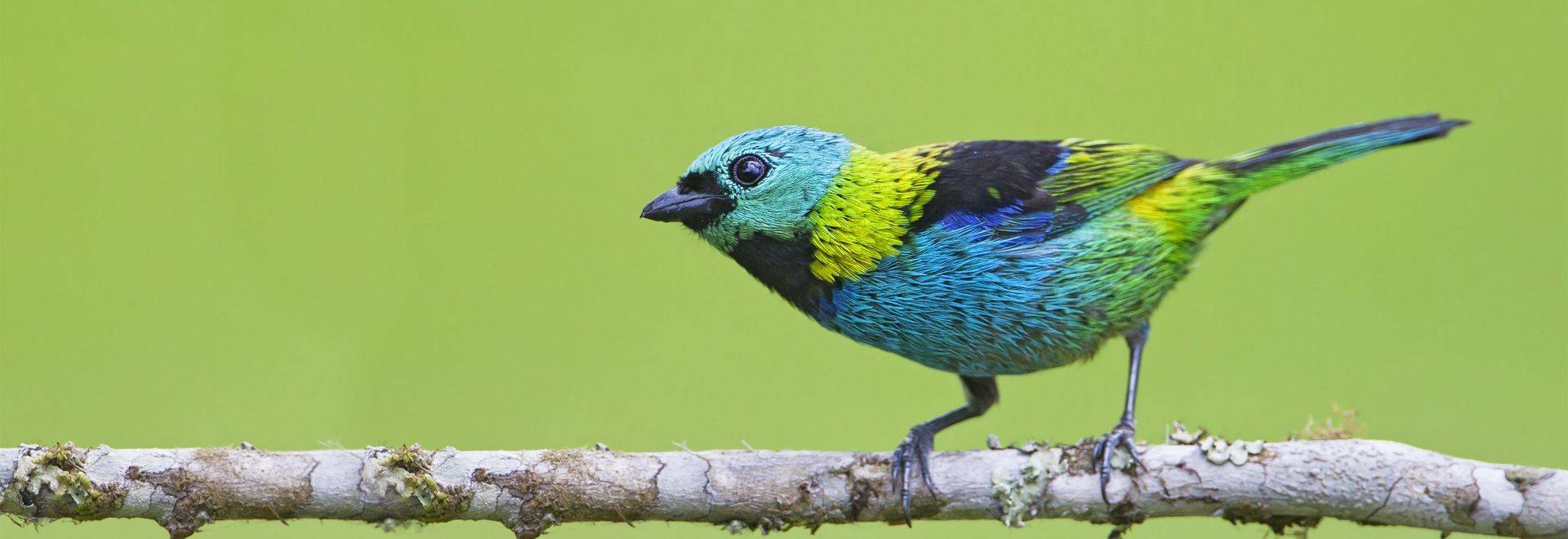 Green-headed Tanager in-viewport