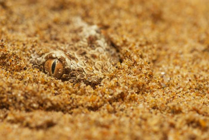 Sahara Sand Viper (Cerastes vipera) © Josh Phangurha