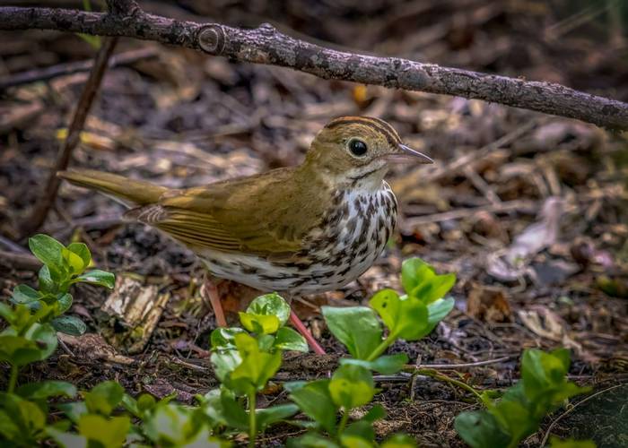 Ovenbird, Ohio shutterstock_1335069752.jpg