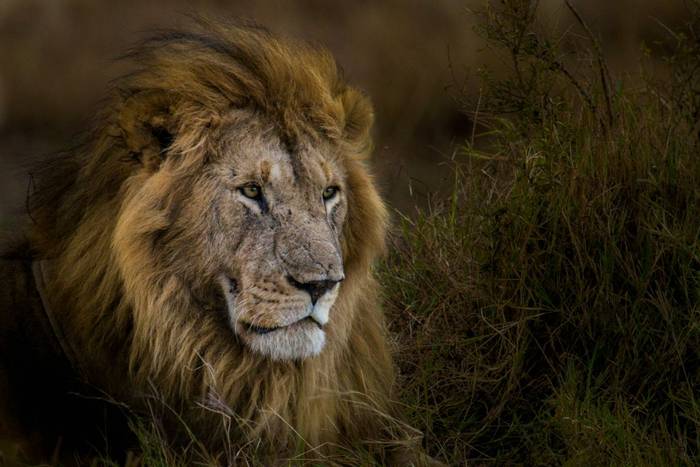 Lion (John Haskew).jpg