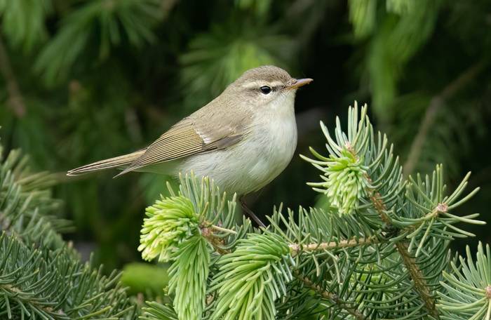 Greenish Warbler © Chris Griffin, May 2025