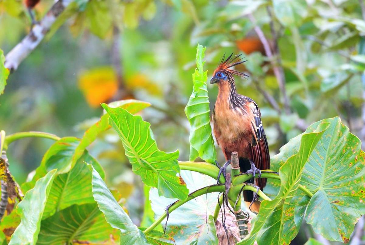 Hoatzin